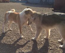 ABAN, Hund, Husky-Mischling in Slowakische Republik - Bild 3