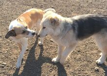 ABAN, Hund, Husky-Mischling in Slowakische Republik - Bild 6