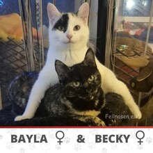 BECKY, Katze, Europäisch Kurzhaar in Bulgarien - Bild 1