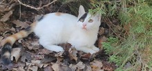 BECKY, Katze, Europäisch Kurzhaar in Bulgarien - Bild 2