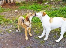 ARTHUR, Hund, Mischlingshund in Griechenland - Bild 2