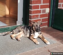 ELIZA, Hund, Mischlingshund in Papenburg - Bild 3