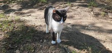 BELLAH, Katze, Europäisch Kurzhaar in Bulgarien - Bild 2