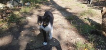 BELLAH, Katze, Europäisch Kurzhaar in Bulgarien - Bild 3