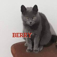 BERRY, Katze, Russisch Blau in Bosnien und Herzegowina - Bild 1