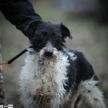 FOSTI, Hund, Mischlingshund in Ungarn - Bild 1