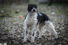 FOSTI, Hund, Mischlingshund in Ungarn - Bild 2