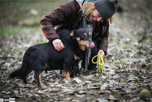 HEKAS, Hund, Mischlingshund in Ungarn - Bild 3