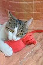 BOBBI, Katze, Europäisch Kurzhaar in Bulgarien - Bild 10