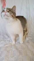 BOBBI, Katze, Europäisch Kurzhaar in Bulgarien - Bild 12