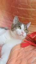 BOBBI, Katze, Europäisch Kurzhaar in Bulgarien - Bild 13