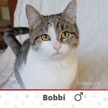 BOBBI, Katze, Europäisch Kurzhaar in Bulgarien - Bild 2