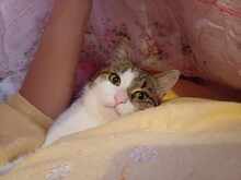 BOBBI, Katze, Europäisch Kurzhaar in Bulgarien - Bild 5