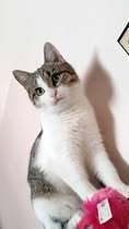 BOBBI, Katze, Europäisch Kurzhaar in Bulgarien - Bild 6