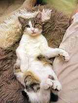 BOBBI, Katze, Europäisch Kurzhaar in Bulgarien - Bild 7