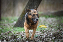 OLDIE, Hund, Schäferhund in Ungarn - Bild 1