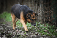 OLDIE, Hund, Schäferhund in Ungarn - Bild 2