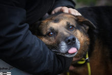 OLDIE, Hund, Schäferhund in Ungarn - Bild 3