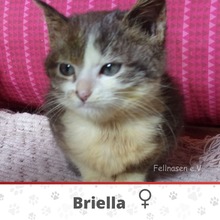 BRIELLA, Katze, Europäische Langhaarkatze in Bulgarien - Bild 4