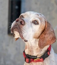 ZEUS, Hund, English Pointer in Spanien - Bild 1