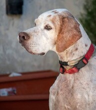 ZEUS, Hund, English Pointer in Spanien - Bild 2