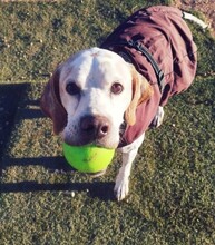 ZEUS, Hund, English Pointer in Spanien - Bild 3