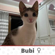 BUBI, Katze, Europäisch Kurzhaar in Bulgarien - Bild 1