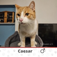 CAESAR, Katze, Europäisch Kurzhaar in Erkrath - Bild 1