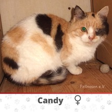 CANDY, Katze, Europäisch Kurzhaar in Langenhagen - Bild 1