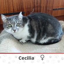 CECILIA, Katze, Europäisch Kurzhaar in Bulgarien - Bild 1