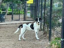 TRIGONA, Hund, Mischlingshund in Griechenland - Bild 2