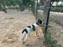 TRIGONA, Hund, Mischlingshund in Griechenland - Bild 3