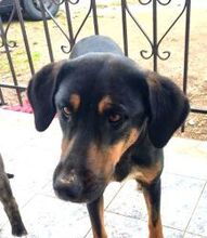 MAURI, Hund, Griechische Bracke in Griechenland - Bild 1