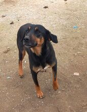 MAURI, Hund, Griechische Bracke in Griechenland - Bild 10