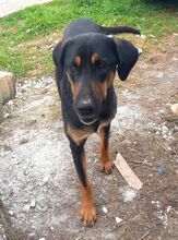 MAURI, Hund, Griechische Bracke in Griechenland - Bild 11