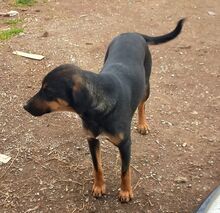 MAURI, Hund, Griechische Bracke in Griechenland - Bild 12