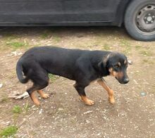 MAURI, Hund, Griechische Bracke in Griechenland - Bild 13