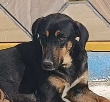 MAURI, Hund, Griechische Bracke in Griechenland - Bild 14