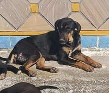 MAURI, Hund, Griechische Bracke in Griechenland - Bild 15