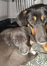 MAURI, Hund, Griechische Bracke in Griechenland - Bild 17
