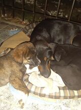 MAURI, Hund, Griechische Bracke in Griechenland - Bild 18
