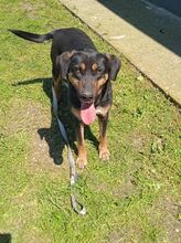 MAURI, Hund, Griechische Bracke in Griechenland - Bild 2