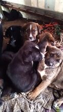 MAURI, Hund, Griechische Bracke in Griechenland - Bild 20