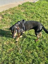 MAURI, Hund, Griechische Bracke in Griechenland - Bild 24