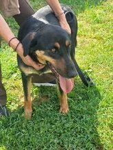 MAURI, Hund, Griechische Bracke in Griechenland - Bild 25