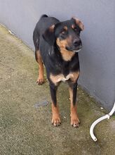 MAURI, Hund, Griechische Bracke in Griechenland - Bild 3