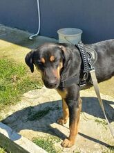 MAURI, Hund, Griechische Bracke in Griechenland - Bild 4