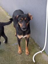 MAURI, Hund, Griechische Bracke in Griechenland - Bild 5