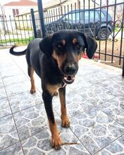 MAURI, Hund, Griechische Bracke in Griechenland - Bild 7