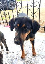 MAURI, Hund, Griechische Bracke in Griechenland - Bild 8